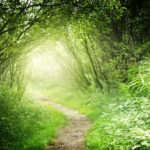 a path through the forest with a gleaming light in the distance