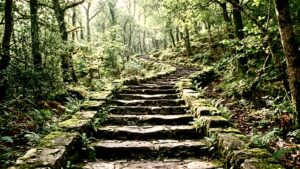 Ancient moss-covered stone steps winding through a peaceful forest, symbolizing the gradual journey of personal growth through consistent daily choices.